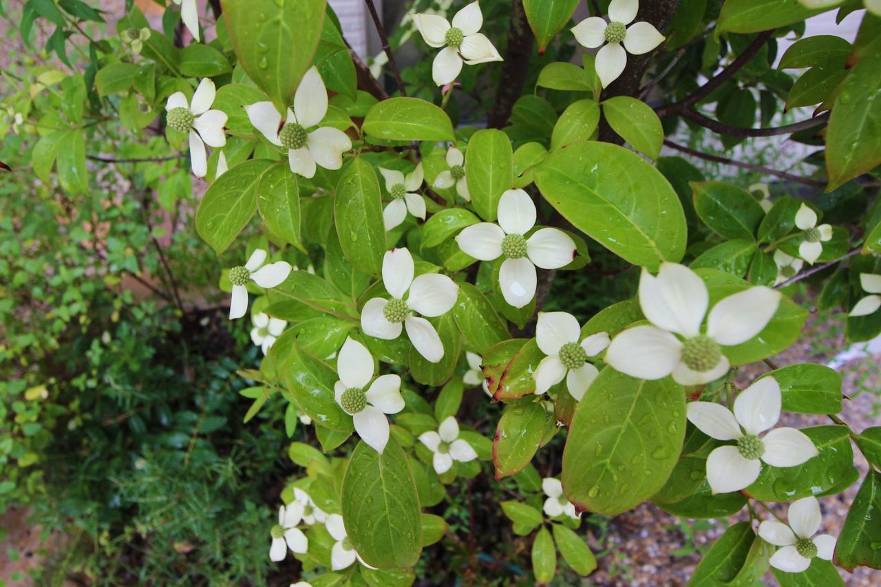 Отель Cococonne Fukuoka Nishijin Экстерьер фото